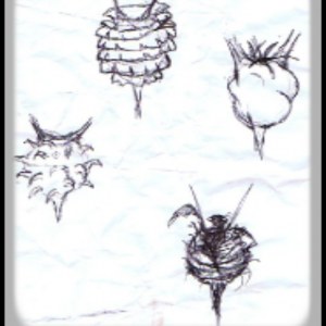 AugTreeFIRSTSketches